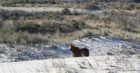 Free stock photo of assateague island, beach, beaches