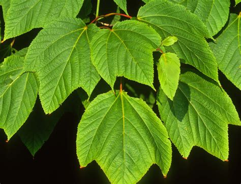 Kentucky Native Plant and Wildlife: Plant of the Week: Striped Maple (Acer pennsylvanicum)