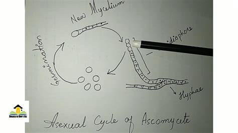 Reproduction in ascomycota |Asexual cycle| Conidia | Conidiophore ...