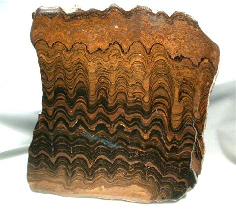 Proterozoic Stromatolites from Bolivia