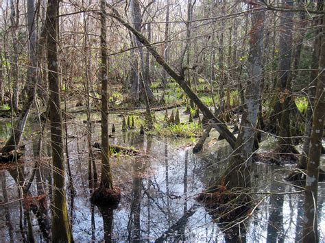 River Trails | Silver Springs State Park – Florida Hikes