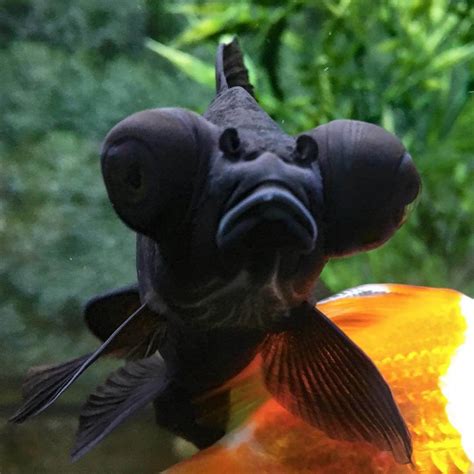 √ Black Pet Fish With Big Eyes | Fischlexikon