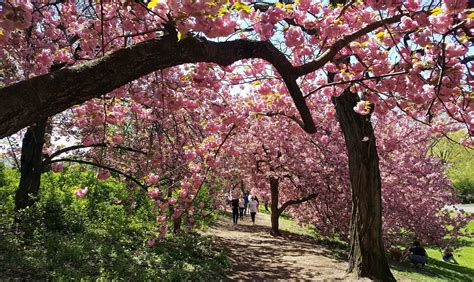 Best Parks to See Cherry Blossoms in New York City : NYC Parks