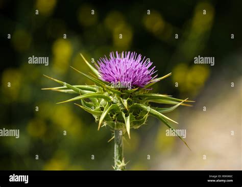 Flower of Carduus marianus (Silybum marianum), Qark Vlora, Albania Stock Photo - Alamy