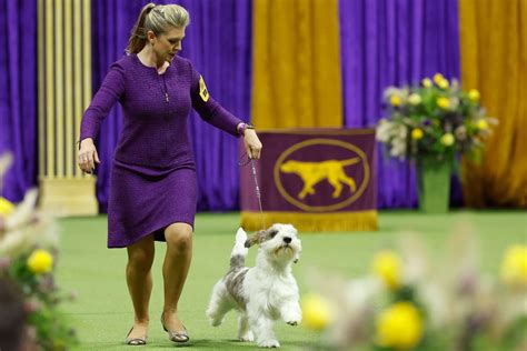 2023 Westminster Dog Show: Dogs Competing in Best in Show Round