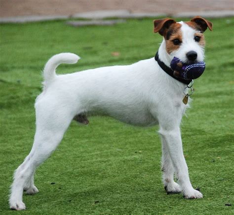 Parson Russell Terrier Info, Temperament, Puppies, Pictures