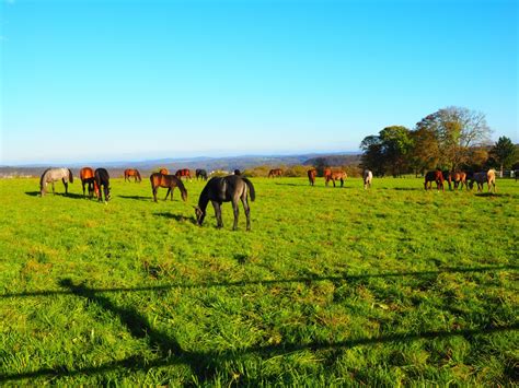 Free Images : landscape, grass, farm, meadow, prairie, flower, green, herd, grazing, ranch ...