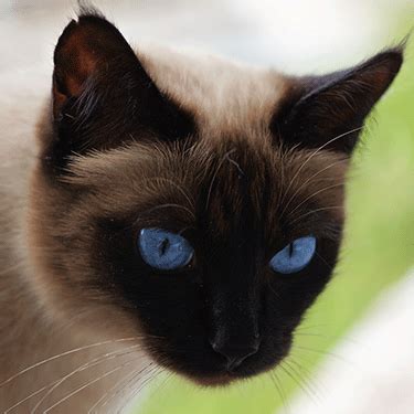 Siamese Cat Breeders - Cat Kingpin