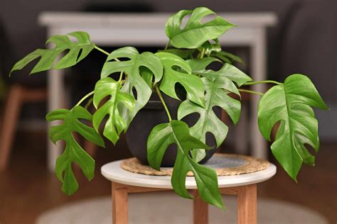 22 Indoor Vine Plants That Look Great in the Home