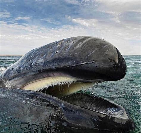 Instead of teeth humpback whales have plate like structures called 'baleen plates' on the upper ...