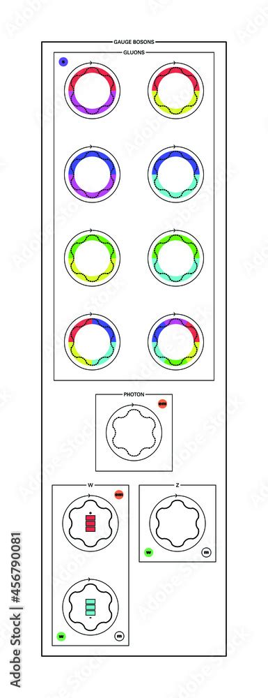 Conceptual vector illustration of the fundamental particles of standard model, gauge bosons and ...