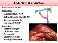 Movements @ shoulder joint Flexion & extension Adduction & abduction Medial & lateral rotation ...