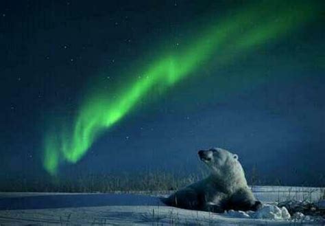 Polar bear | Polar bears | Pinterest | Northern lights, Buckets and Bears