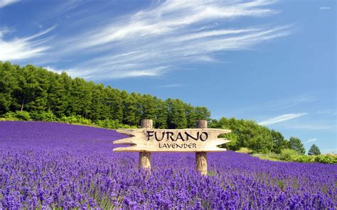 Lavender field in Furano, Japan wallpaper - Nature wallpapers - #47638