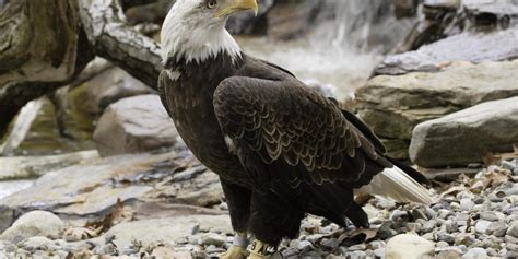 Bald eagle | Smithsonian's National Zoo and Conservation Biology Institute