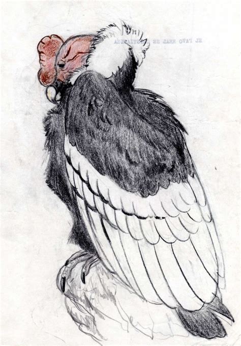 Cóndor andino, boceto (1993) | Owl, Animals, Bird