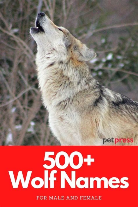 Wolf Names: 500+ Male & Female Names for Wolf with Meanings