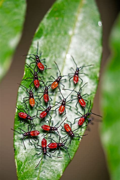 Red Aphids | Smithsonian Photo Contest | Smithsonian Magazine