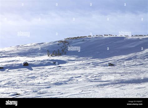 reindeer herd in norway Stock Photo - Alamy