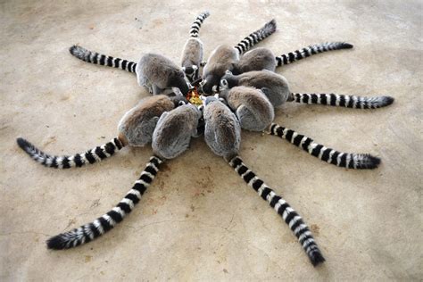 A Bunch Of Lemurs Eating Together Kind Of Look Like A Terrifying Spider