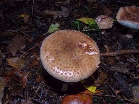 Amanita rubescens - The Blusher: Your Guide to Identification - HubPages