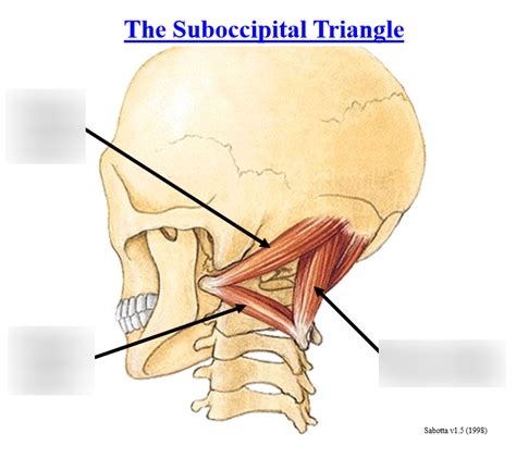 Suboccipital Triangle Diagram | Quizlet