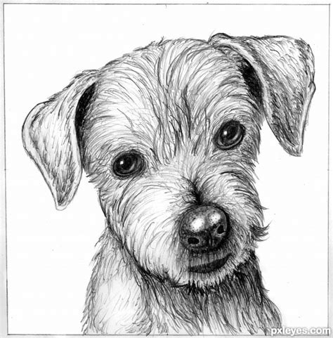 drawing picture: Dog's Sketch | Flickr - Photo Sharing!