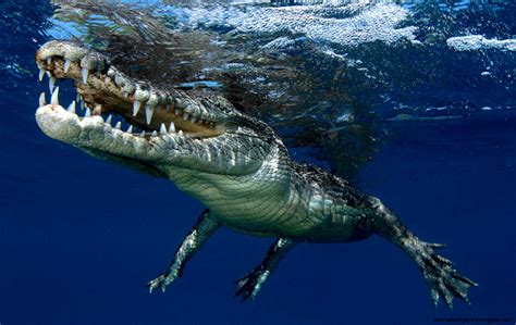 Saltwater Crocodile Underwater | Wallpapers Gallery