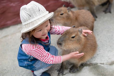 Pet Capybara