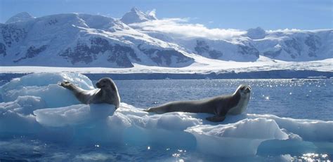 Antarctica for Kids · CAPTAIN ANTARCTICA