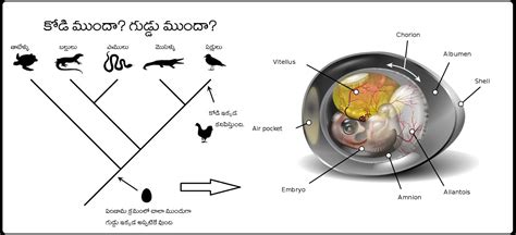 కొడిముందా? గుడ్డు ముందా? ప్రశ్నకు సమాధానం కనుగొన్నటైసన్