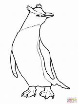 King Penguin Coloring Page Pages sketch template