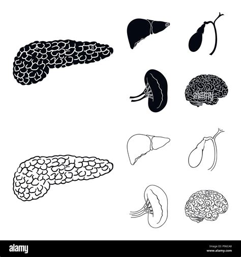 Liver, gallbladder, kidney, brain. Human organs set collection icons in black,outline style ...