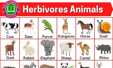 Vocabulary Archives » OnlyMyEnglish | Animals name list, Animals, Herbivores