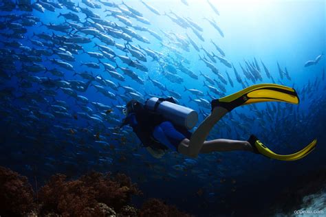 Scuba Diving Wallpaper download - Scuba Diving HD Wallpaper - Appraw