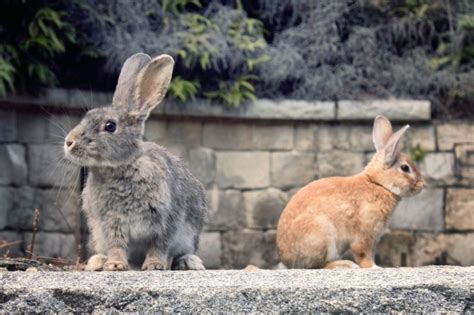 Okunoshima Island - Shikoku Tours