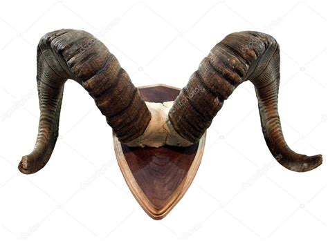 Horns of mountain sheep Stock Photo by ©Birute 3636896