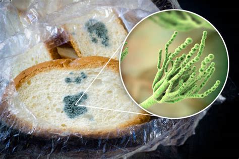 Penicillium Notatum Bread