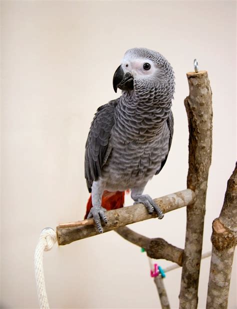 African Gray Parrot Photos | ThriftyFun