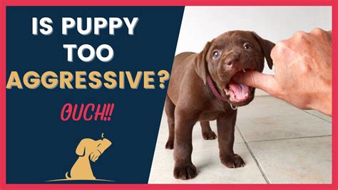 Is Your Puppy Biting Aggressively Must-Have Tips - YouTube