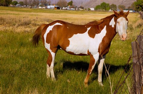 Pinto Horse Facts with Pictures | HorseBreedsPictures.com