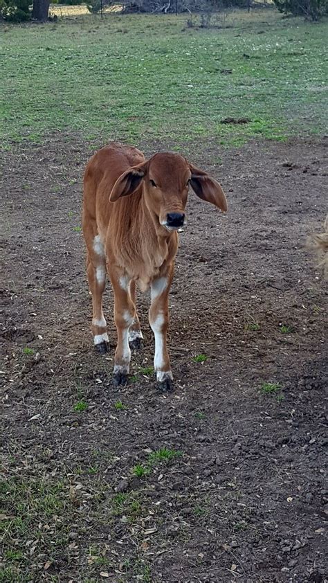 Red Brahman calf | Cow pictures, Bull riders, Sheep ranch