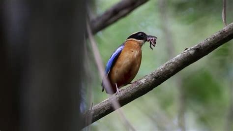 american robin chirping making call sound Stock Footage Video (100% Royalty-free) 1010411171 ...