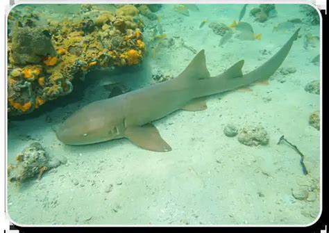 Nurse Shark x10 Facts, Habitat, Social & Hunting Behavior, Offspring ...