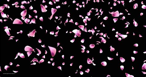 Falling Flower Petals after Effects Template Free Of Flying Red Pink Rose Sakura Flower Petals ...