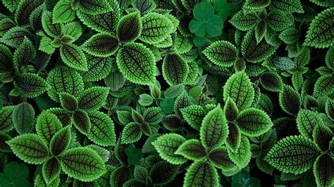 HD wallpaper: green-leafed plant, photography, plants, leaves, green color | Wallpaper Flare