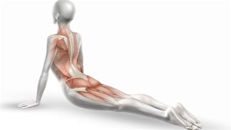 To understand the function of fascia is to understand how the body moves… Fascia Stretching ...