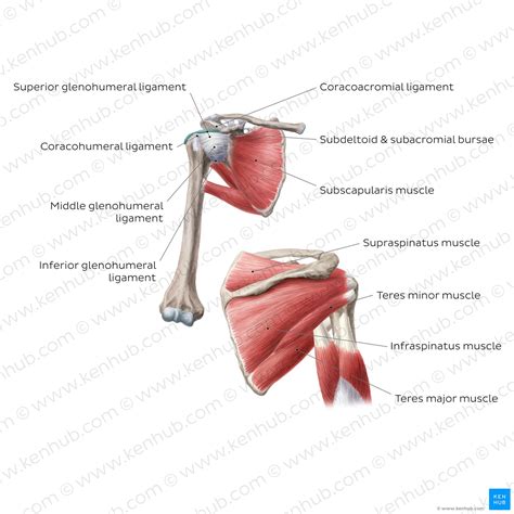 Muscles Of The Shoulder Joint And Girdle Human Anatomy Kenhub Yo ...