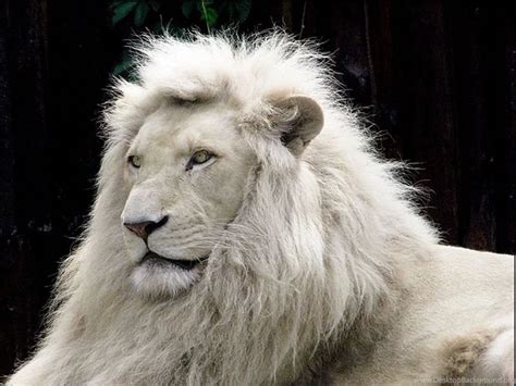 White Lion HD wallpaper For Mobile Desktop Background