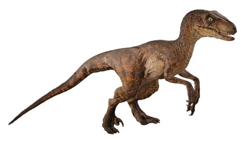 Jurassic World Velociraptor Render 1 by tsilvadino on DeviantArt